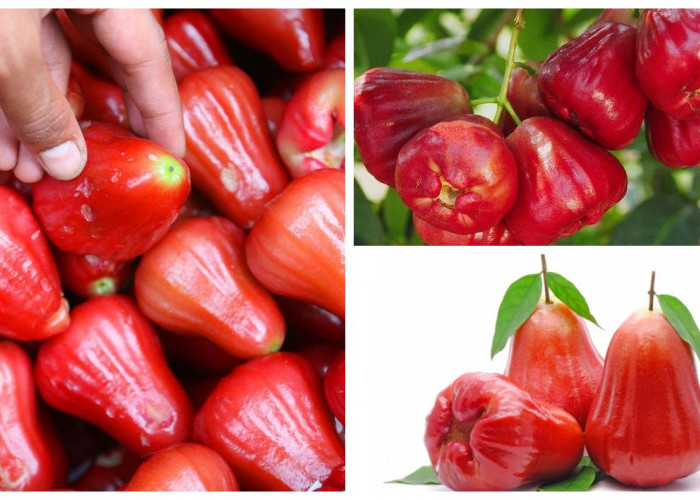 Tidak Hanya enak dan Segar, Jambu Air juga Kaya Akan Nutrisi Penting yang Sangat Baik untuk Kesehatan!