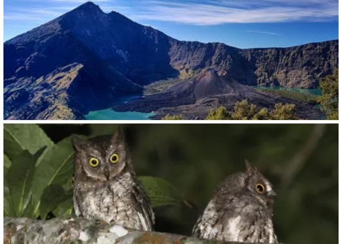 Spesies Langka yang Hampir Punah: Fakta Menarik tentang Keanekaragaman Hayati Gunung Rinjani