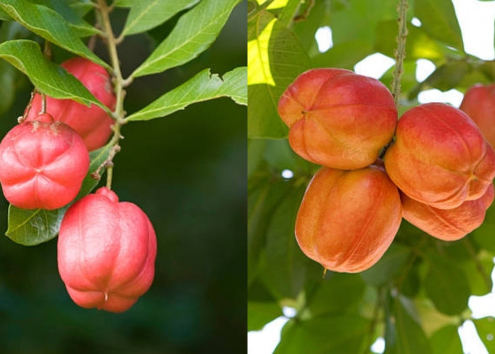 Kaya Vitamin dan Mineral Inilah Manfaat Dari Buah Ackee Yang Harus Kalian Tahu! 