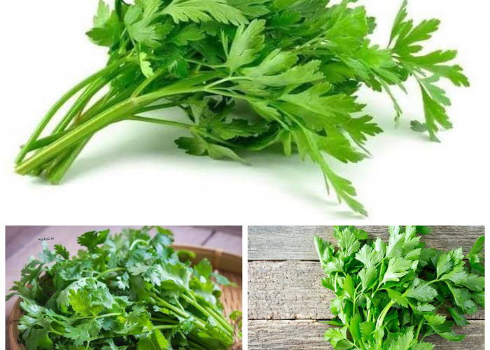 Rahasia Sehat dari Dapur: Manfaat Daun Seledri bagi Kesehatan Tubuh yang Jarang Diketahui!