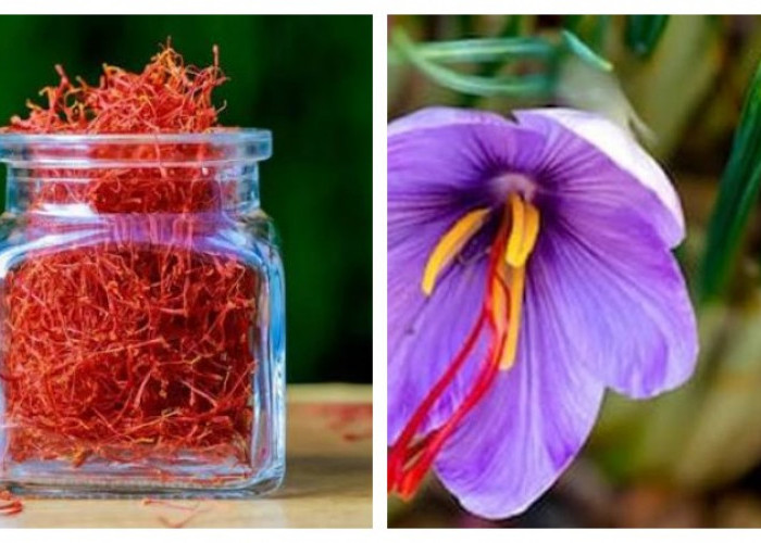 8 Manfaat Saffron untuk Kesehatan Tubuh