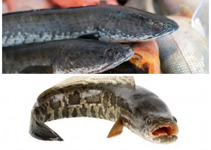 Manfaat Ikan Gabus bagi Kesehatan Seluruh Keluarga, Termasuk Ibu Hamil