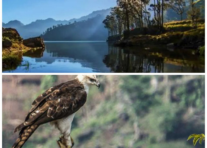 Jarang Diketahui! Ini 4 Hewan Langka Penghuni Gunung Rinjani yang Menakjubkan