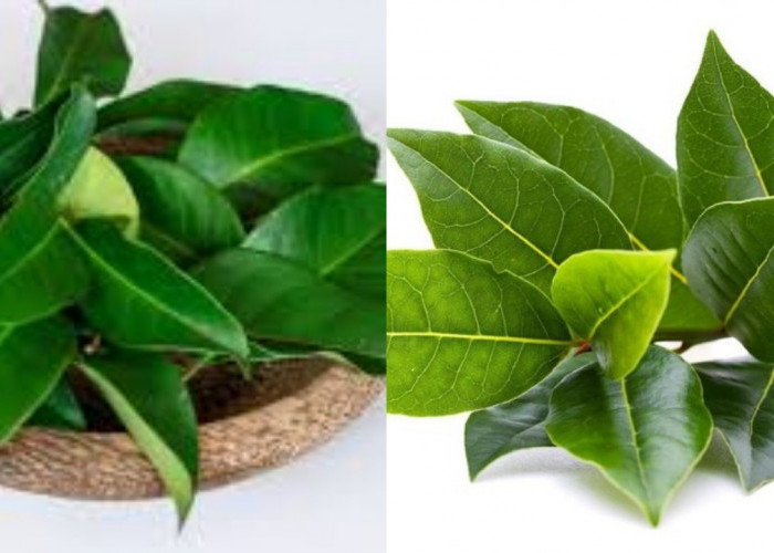 Inilah Manfaat Daun Salam bagi Kesehatan, Yang Wajib Kalian Pelajari!
