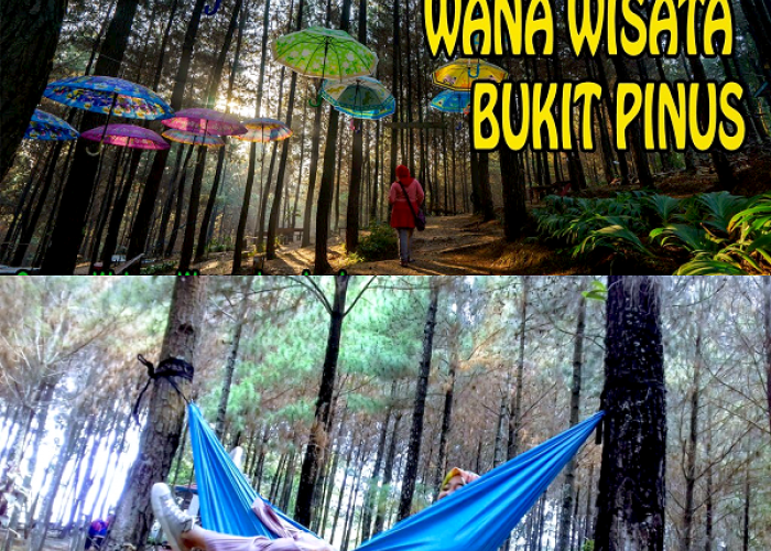 Seru dan Asik! Menjelajahi Keelokan Bukit Pinus Wonosalam: Destinasi Wisata Wajib Dikunjungi