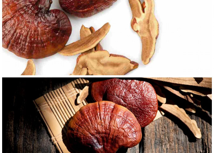 Lebih dari Sekadar Bahan Masakan: 5 Manfaat Jamur Ganoderma untuk Tubuh
