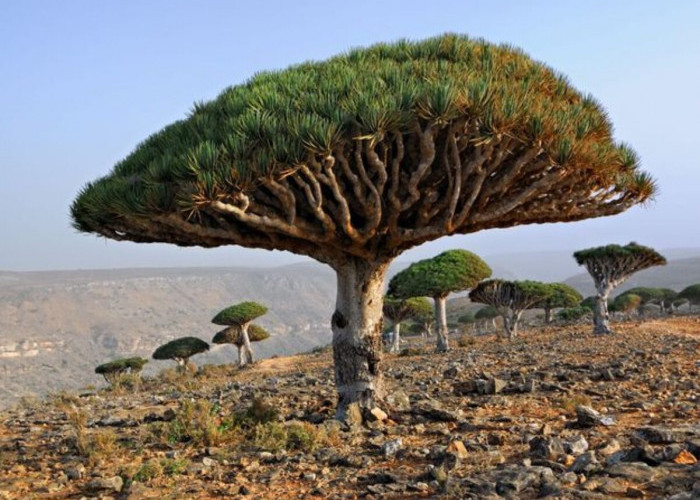 Unik dan Terkenal! Inilah Pulau Alien di  Pulau Socotra dengan 5 Fakta Menarik yang Harus Kamu Tau 