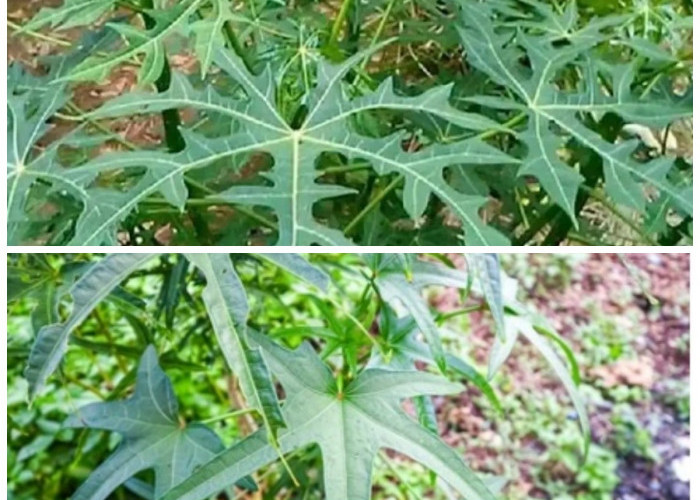 4 Khasiat Daun Gedi untuk Kesehatan: Sayur Tradisional Penuh Manfaat