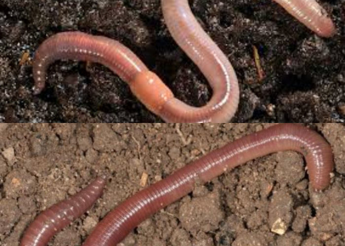  Kegunaan Cacing Tanah dan Manfaatnya untuk Kesehatan serta Lingkungan!  