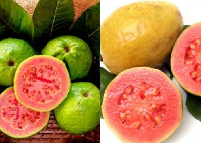 Wajib Tahu Ini 7 Manfaat Jambu Biji bagi Kesehatan Tubuh!