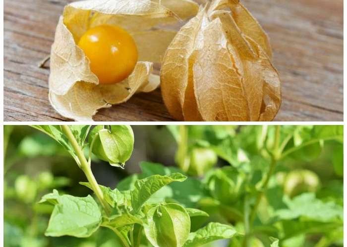 Manfaat Buah Ciplukan untuk Tubuh dan Cara Mudah Mengonsumsinya