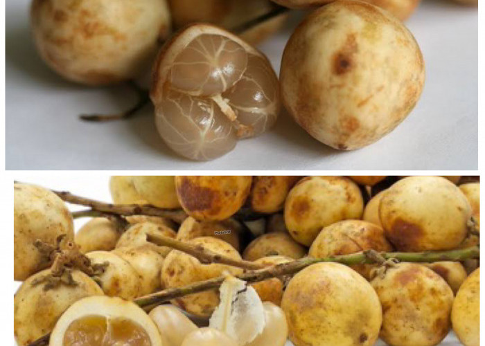 Jarang Diketahui! Buah Rambai Ternyata Punya Segudang Manfaat untuk Kesehatan Tubuh!