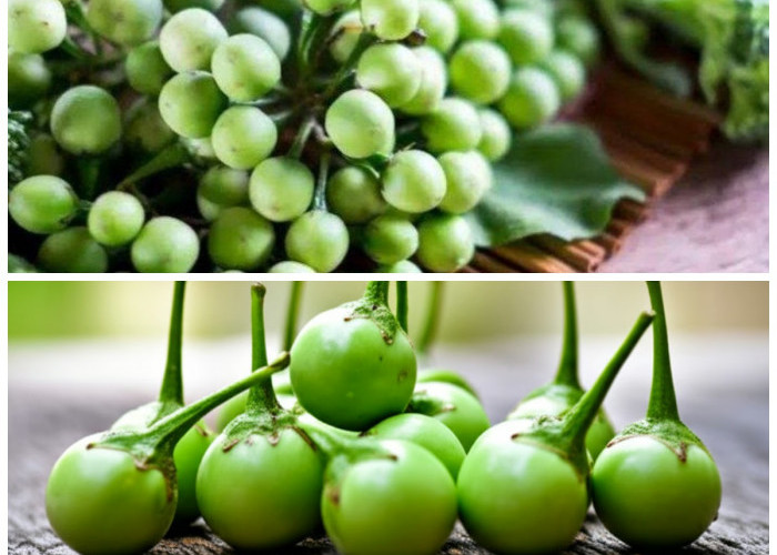 Kaya Nutrisi! Inilah Manfaat Buah Rimbang untuk Kesehatan dan Cara Mengolahnya