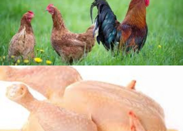  Manfaat Daging Ayam Kampung bagi Kesehatan, Lebih Sehat dan Penuh Protein!