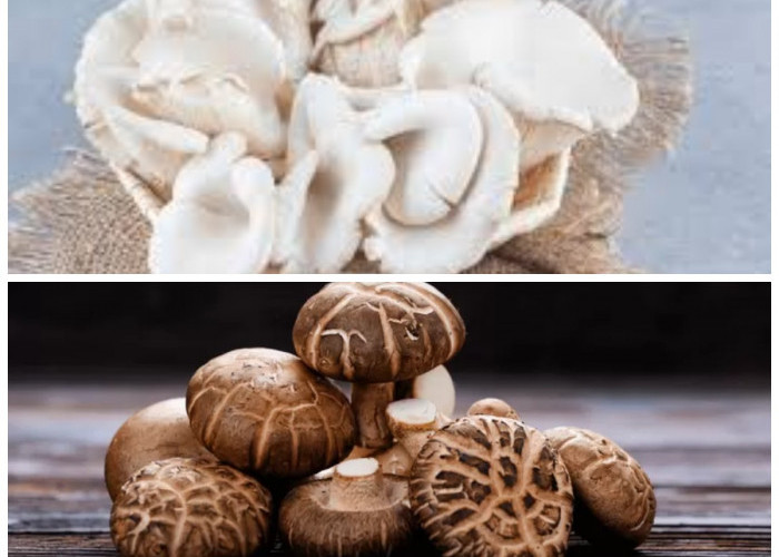 Manfaat Jamur untuk Kesehatan Tubuh dan Hal yang Perlu Diwaspadai