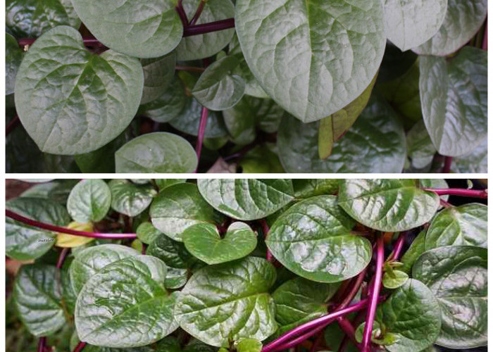 Manfaat Daun Binahong bagi Kesehatan: Herbal Serbaguna dengan Segudang Khasiat Alami!