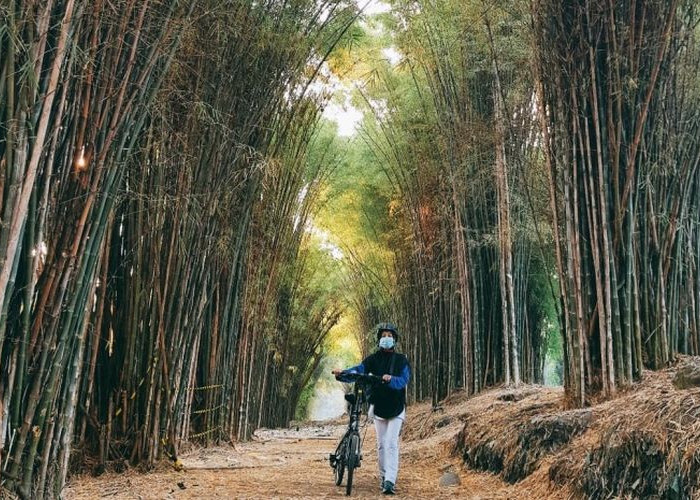 Sejuk dan Asri, 8 Objek Wisata Hutan Bambu di Indonesia yang Wajib Kamu Kunjungi 
