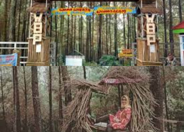 Mari Menikmati Keindahan Wisata Wana Bukit Pinus Wonosalam Jawa Timur 