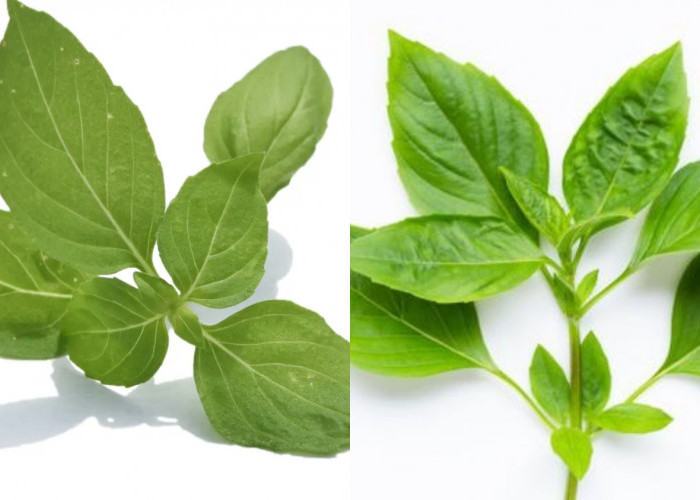 Mengurangi Bau Badan Dan Bau Mulut Teryata Ini Manfaat Daun Kemangi! 