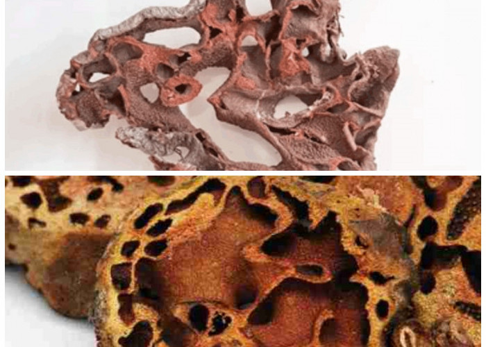 Rahasia Sarang Semut: Tanaman Ajaib dari Papua Untuk Kesehatan Tubuh