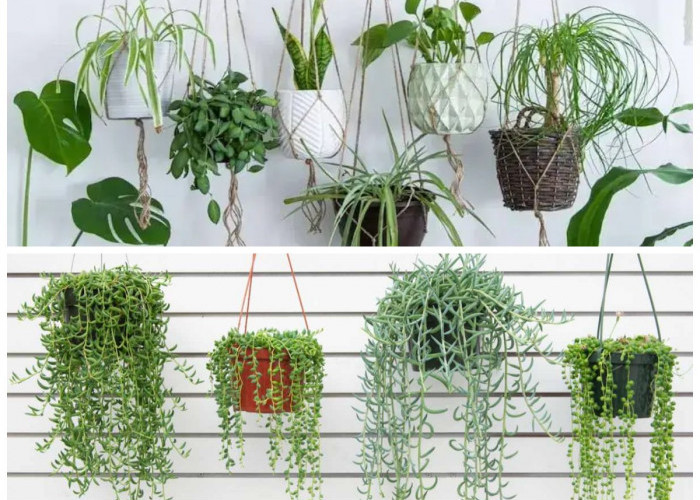 5 Rekomendasi Tanaman Hias Gantung Indoor, Aroma Wangi Membuat Rumah Lebih Nyaman
