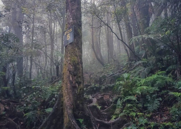 Mistis Gunung Arjuno, Pengalaman Hilang di Alas Lali Jiwo Lantaran Kutukan