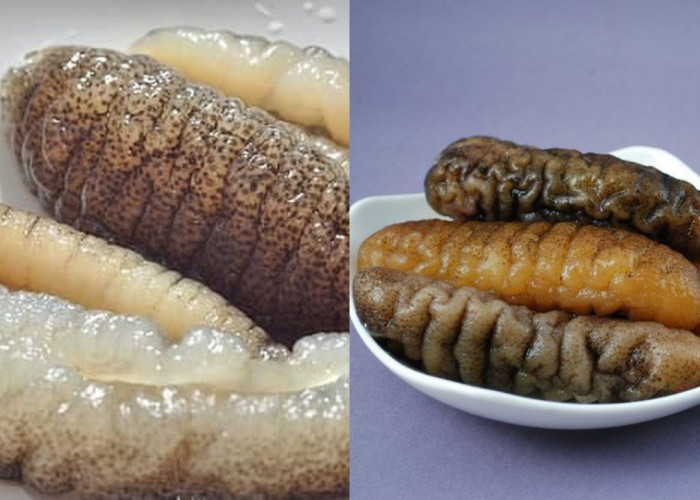 Manfaat Teripang bagi Kesehatan: Hewan Laut Kaya Kolagen dengan Segudang Khasiat!