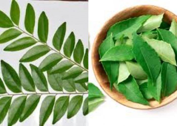 Jarang Diketahui Inilah Manfaat Daun Kari Untuk Kesehatan Tubuh!