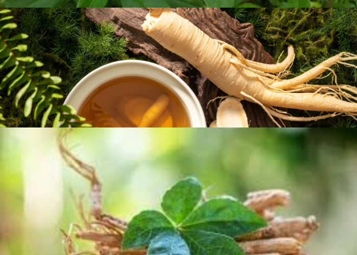 Daun Ginseng, Ketahui Manfaat dan Cara Mengonsumsinya!