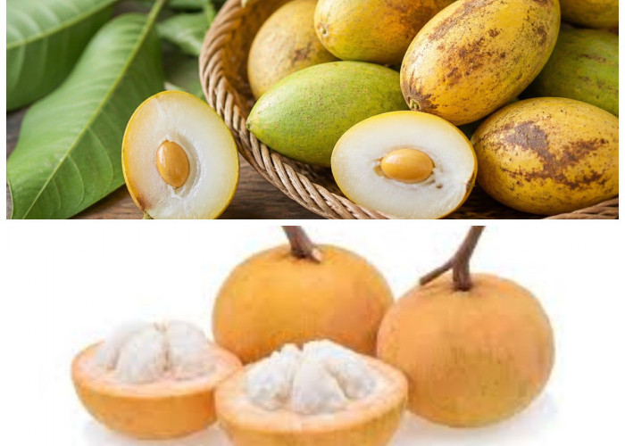 Manfaat Tersembunyi Buah Kecapi untuk Kesehatan Tubuh yang Jarang Diketahui