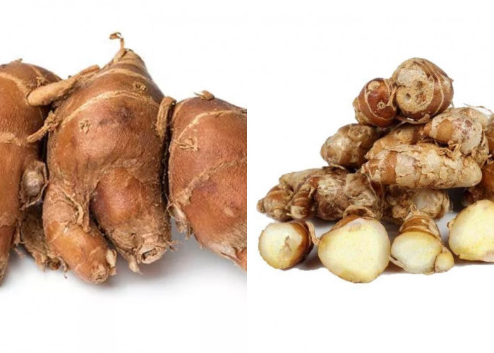 Mengurangi Stres dan Kelelahan Mental Inilah Manfaat Kencur Untuk Kesehatan Yang Harus Kalian Ketahui! 