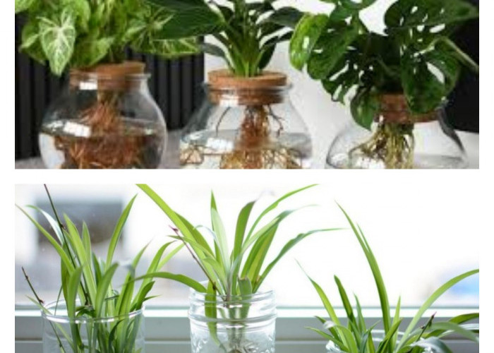  4 Tanaman Hias Indoor Hidroponik yang Mudah Dipelihara, Alternatif Ramah Lingkungan Tanpa Tanah untuk Hunian 