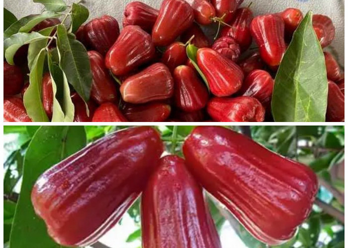 Kenali 8 Manfaat Jambu Jamaika untuk Kesehatan Tubuh Anda