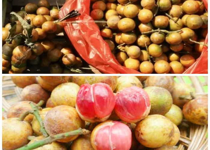 Buah Menteng: Si Kecil yang Sarat Khasiat untuk Kesehatan Tubuh