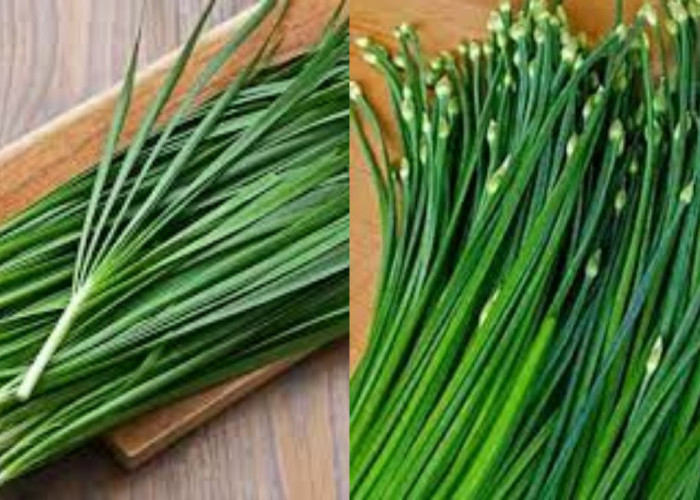 Simak Sekarang! 8 Manfaat Kucai yang Belum Banyak Diketahui