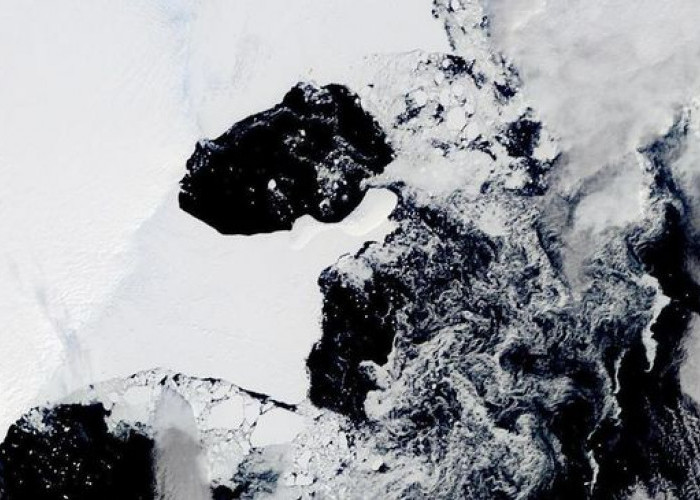 Bikin Heboh! Temuan Makhluk Serupa Manusia Berada di Antartika, Simak Fakta Menariknya 