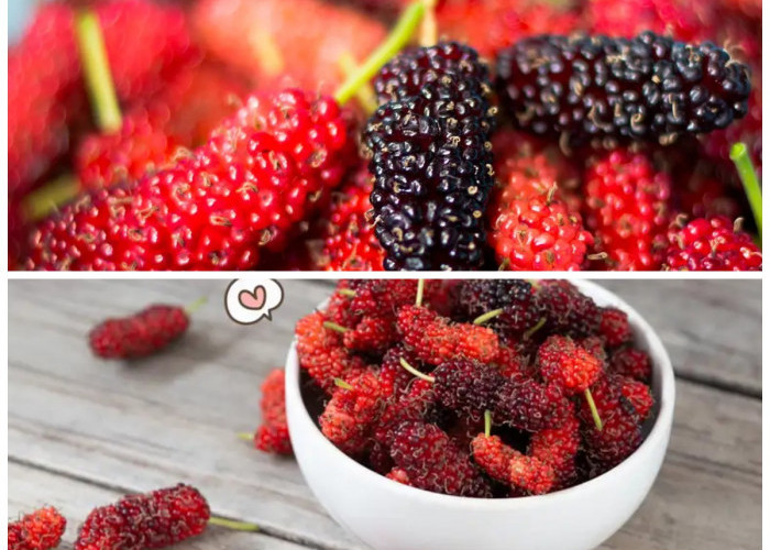 Kaya Nutrisi dan Manafaat: Temukan 5 Khasiat Buah Mulberry untuk Kesehatan