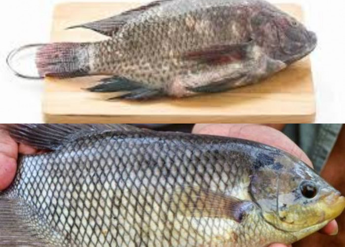  Inilah Manfaat Ikan Gurame Bagi Kekebalan Tubuh!