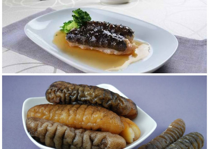 Teripang, Superfood Laut dengan Segudang Manfaat: Dari Percepat Penyembuhan hingga Lindungi Tubuh