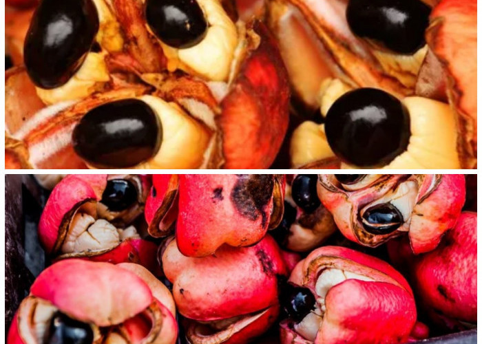 Buah Ackee Punya Rasa Lezat dan Nutrisi Tinggi, Namun Bisa Berbahaya Jika Belum Matang