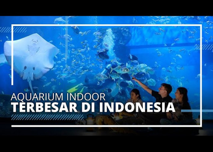 5 Destinasi Wisata Aquarium Terbesar Di Indonesia!