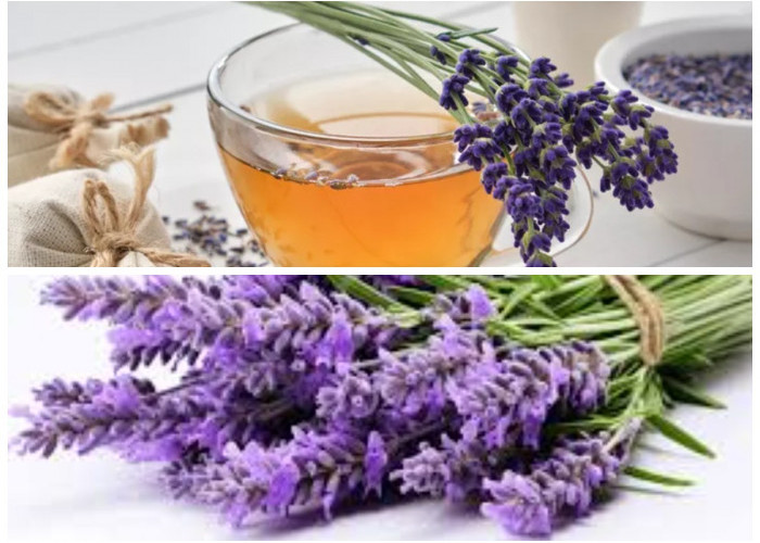 Mengapa Lavender Layak Diperhitungkan? 5 Manfaat Kesehatan yang Jarang Disadari