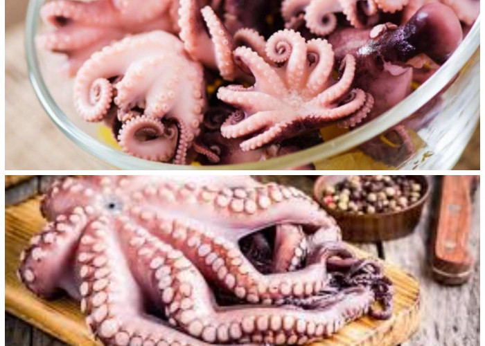 Manfaat Gurita untuk Tubuh: Nutrisi Lengkap yang Bikin Sehat