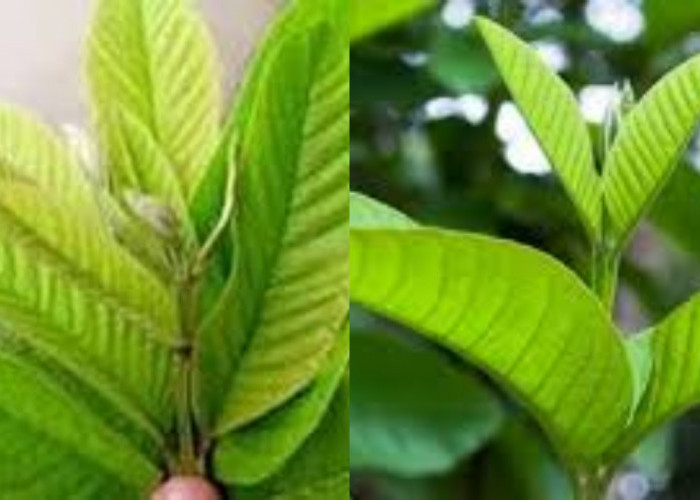 Simak! Inilah 8 Manfaat Daun Jambu Biji untuk Kesehatan Yang Jarang Diketahui 