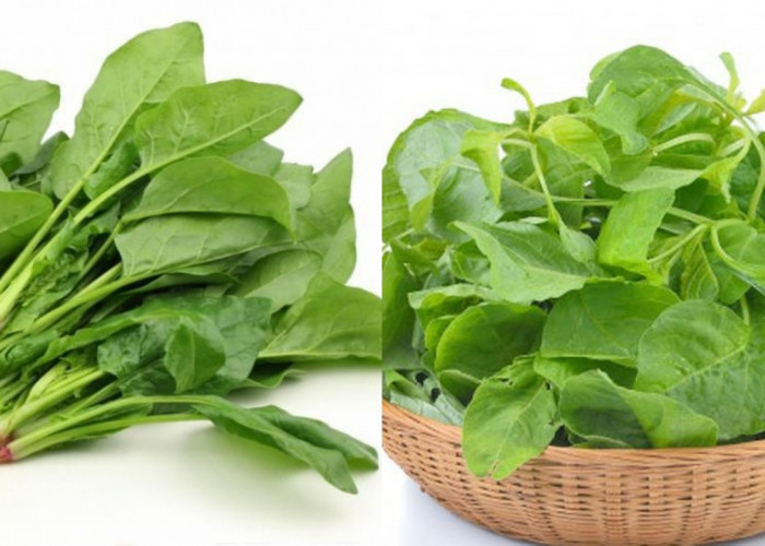 Jangan Sepelekan, Inilah 7 Manfaat Bayam untuk Ibu Hamil