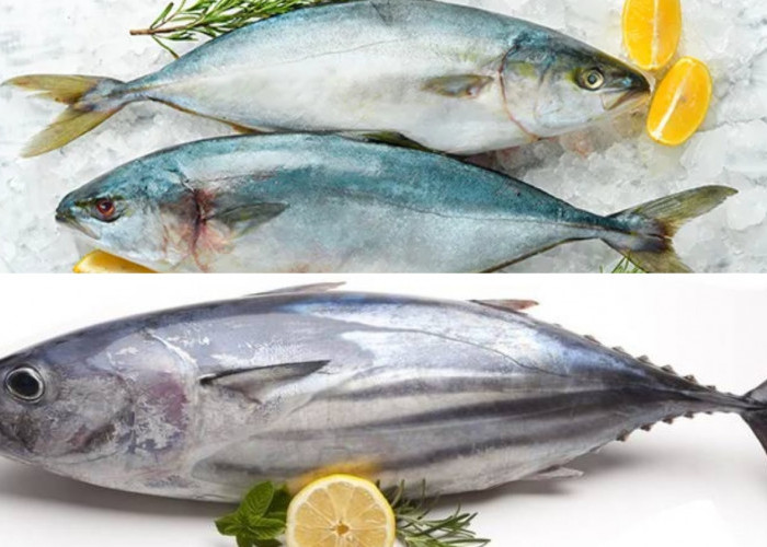Meningkatkan Fungsi Otak Inilah Manfaat Ikan Tuna Untuk Kesehatan Yang Harus Kalian Tahu! 