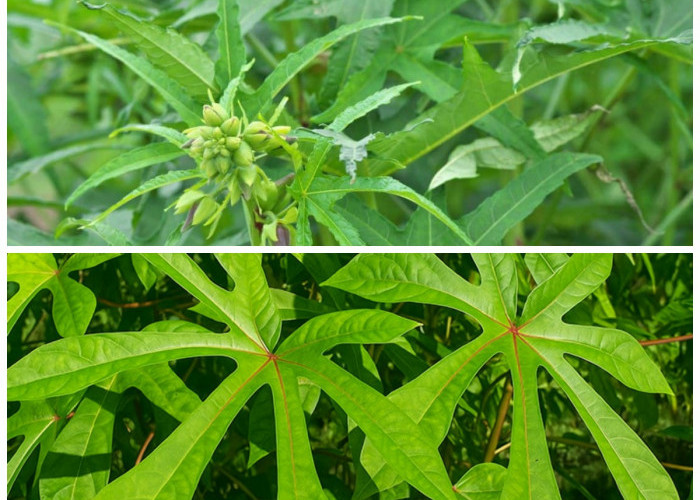 Mengenal Daun Gedi dan 4 Manfaat Utamanya bagi Kesehatan Tubu