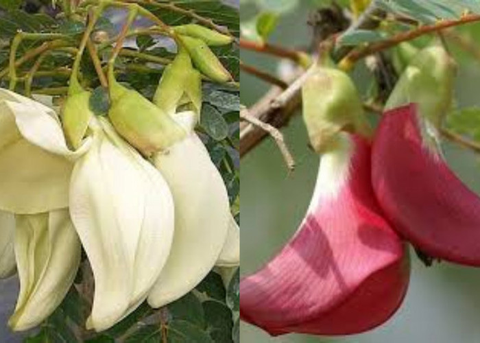 Manfaat dan Efek Samping Kembang Turi yang Wajib Diketahui !