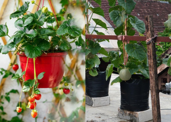 Sulap Teras Jadi Kebun Modern! Inspirasi Kebun Buah Vertikal Produktif
