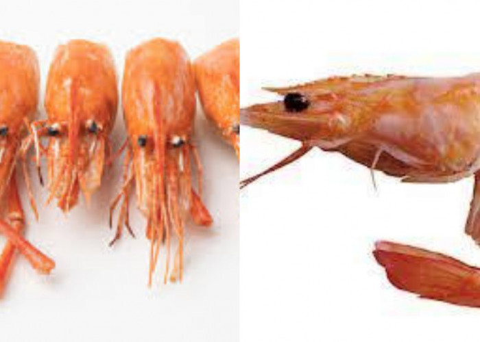 Kalian Harus Tahu Teryata Ini Guys 7 Manfaat Kepala Udang Untuk Kesehatan!
